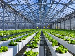 فرانچایزهای سبز و پایدار